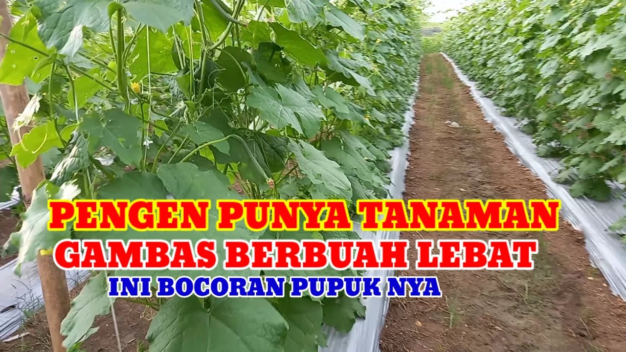 AGAR GAMBAS BERBUAH LEBAT PAKAI KOMBINASI PUPUK SEPERTI INI