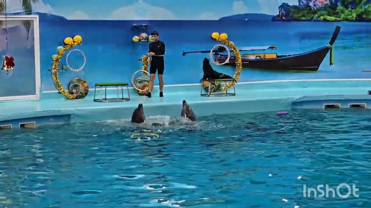 Sealion show & dolphin show, watching dolphins and sea lions so close for the first time in my life.