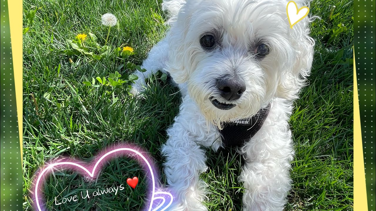 14.5 year old poodle is not getting better… ❤️‍🩹 can he pass his 15th birthday in August