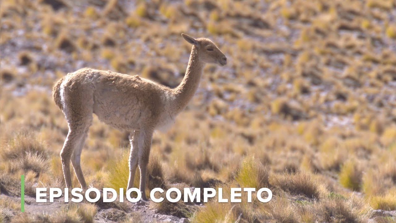El Altiplano Andino: Mundo De Extremes | Paisajes Por Descubrir 103