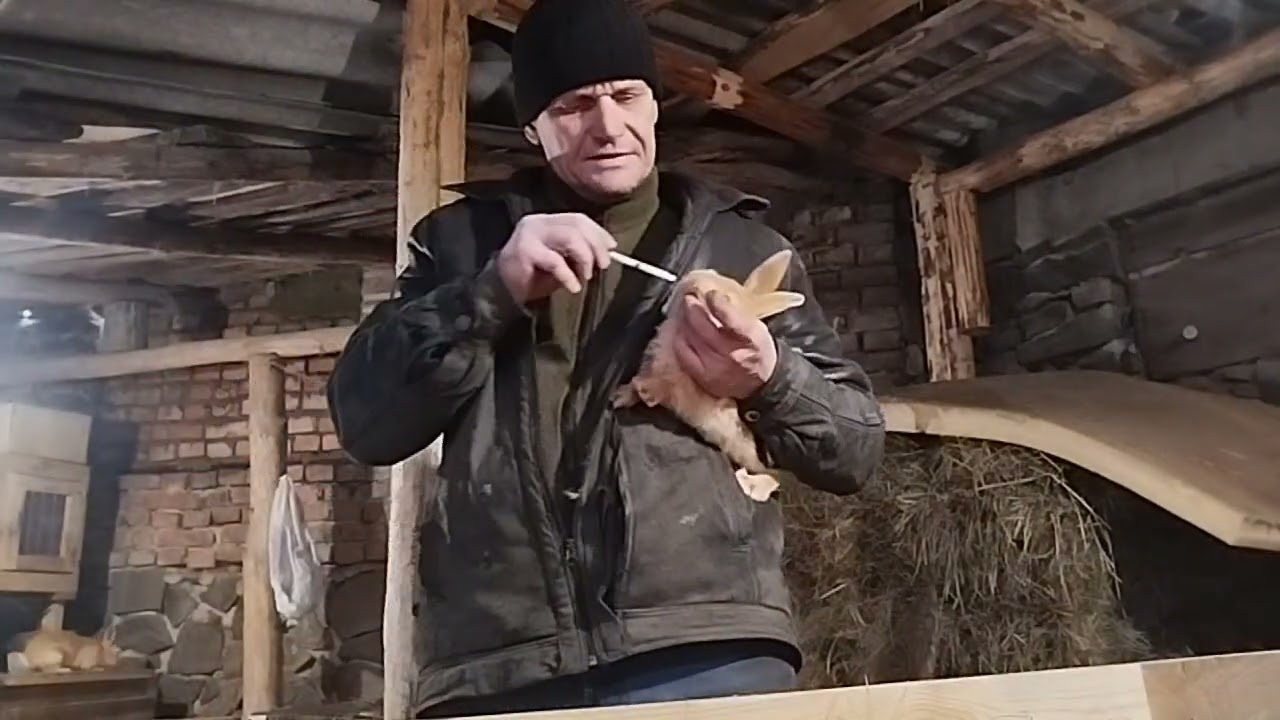 Глистуєм кроленят...