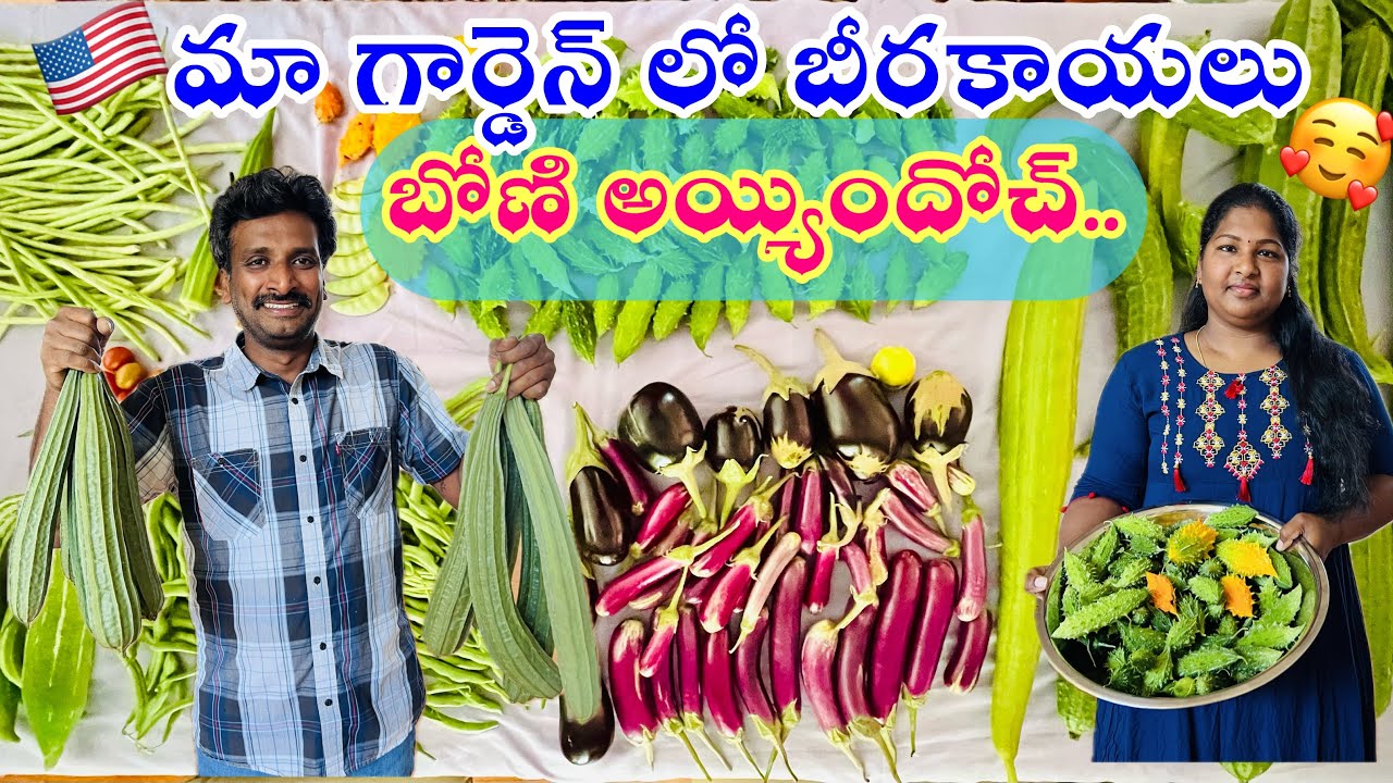 🇺🇸అమెరికా||మా gardenలో బీరకాయల harvest start అయ్యింది..బోణి మాములుగా లేదు 😄🏡🍆🫛#gardening #ohio #2024