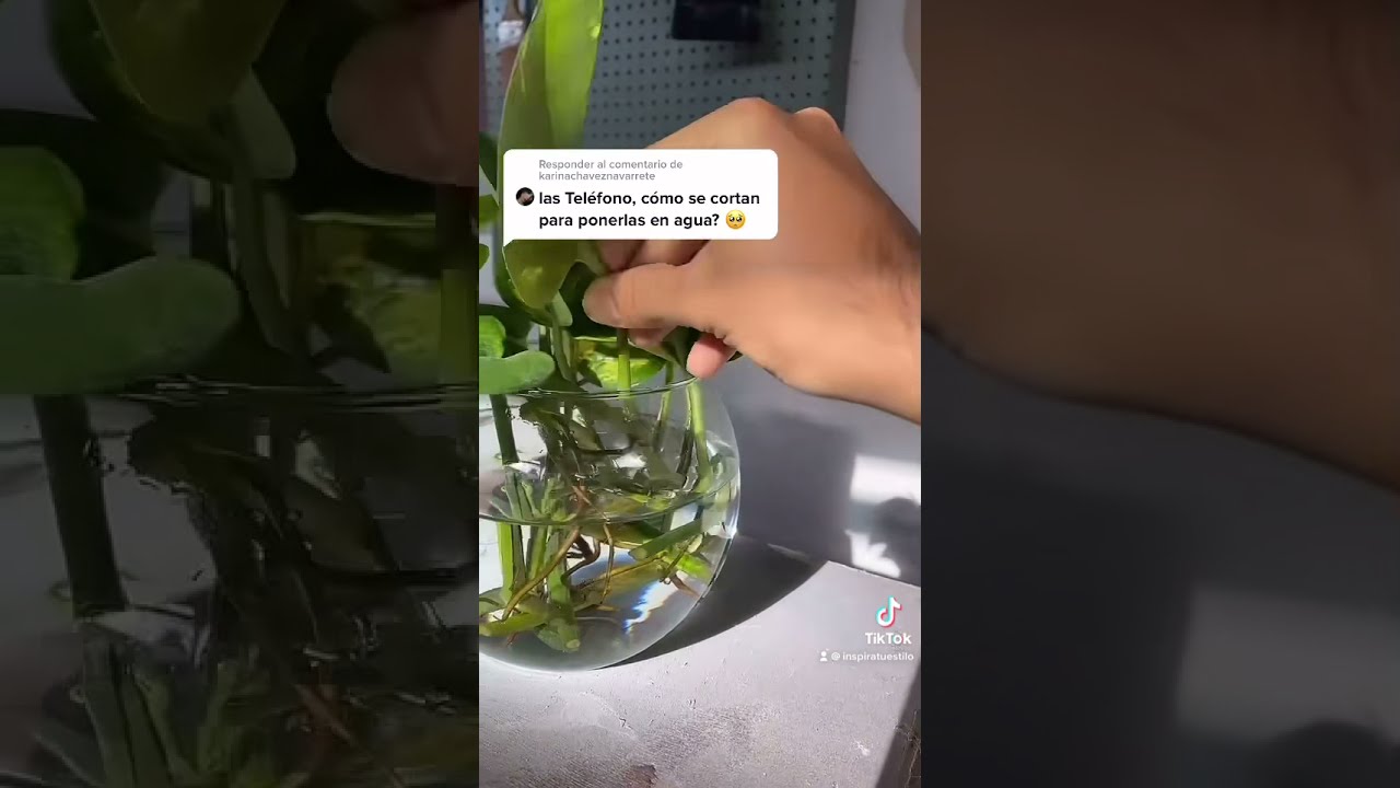 ✅&iquest;C&oacute;mo tener plantas en agua? #shorts