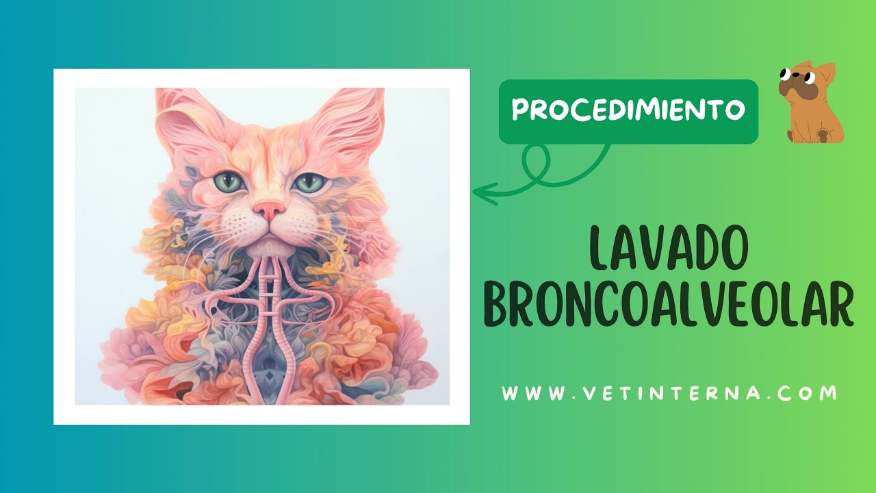 Cómo hacer lavado broncoalveolar en perros y gatos - Procedimiento clínico veterinario
