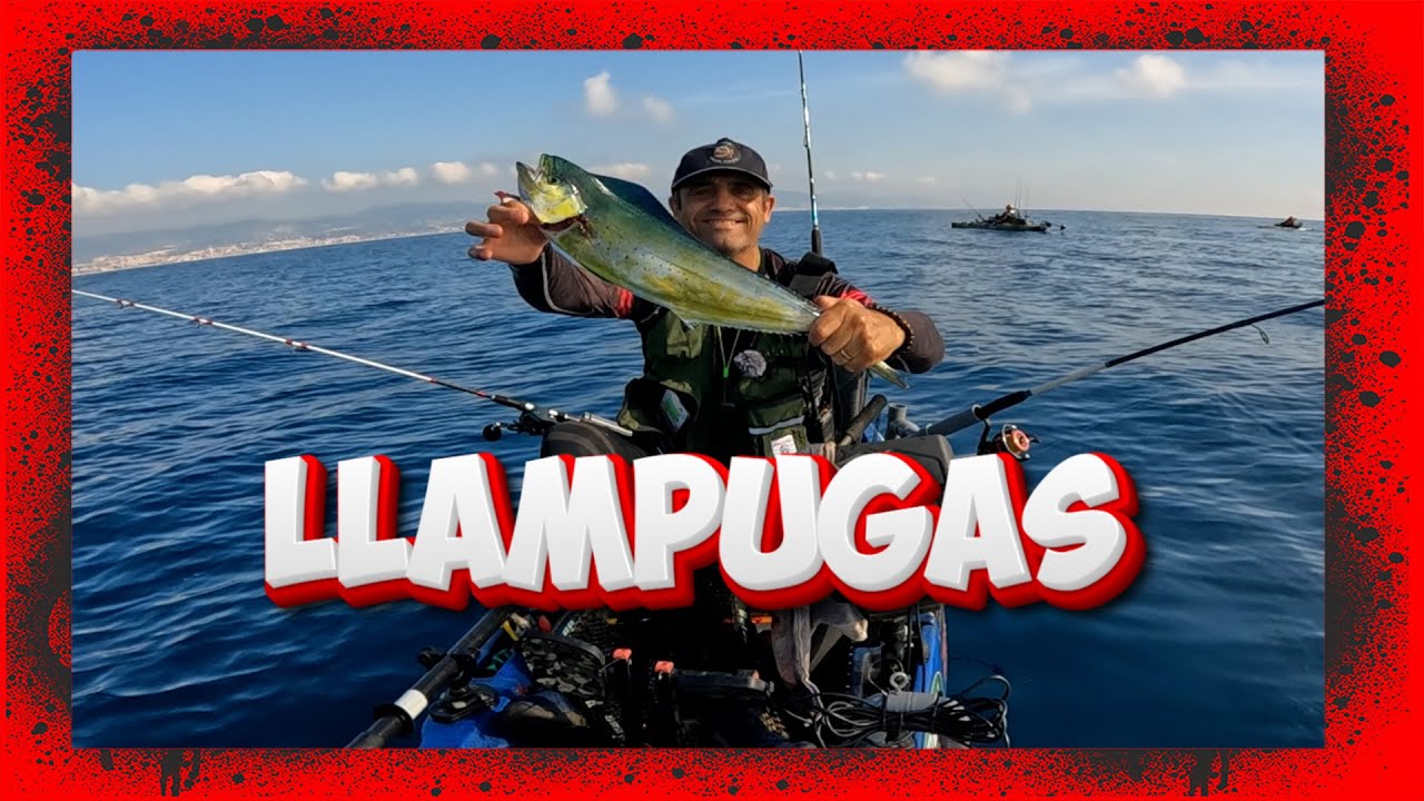 Llampugas, Pescando la Carnada