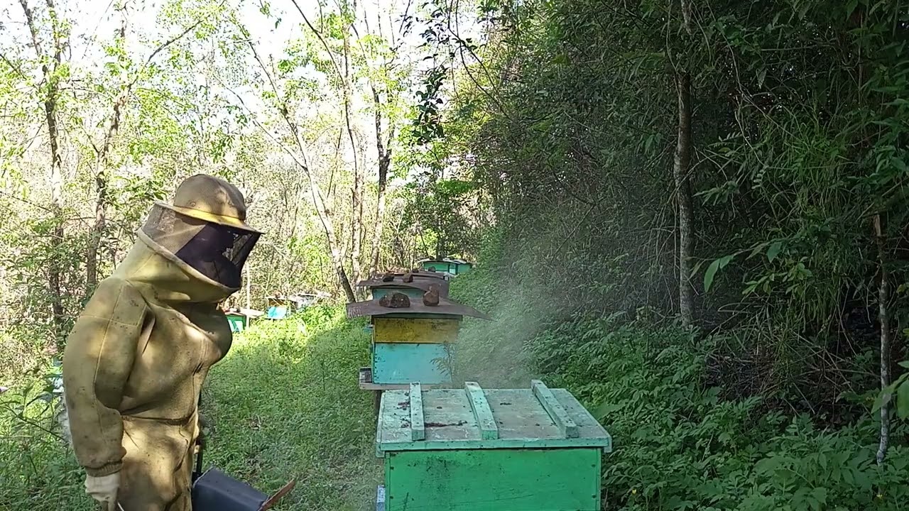 Vantagens em deixar que a rainha faça postura na melgueira 
