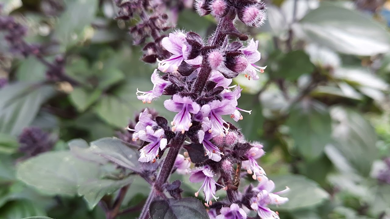 Tulsi - Heiliges Basilikum