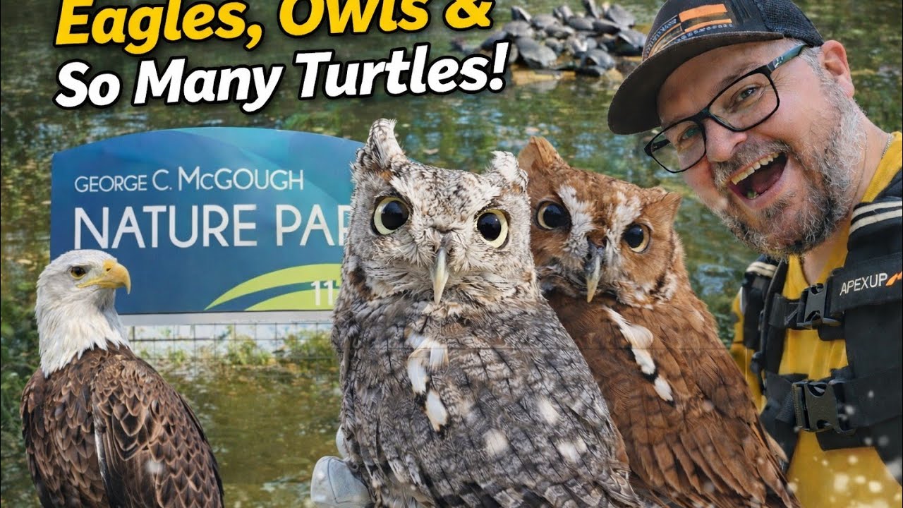 Owls on a Walk?! Bald Eagle + A TON of Turtles! (McGough Park)