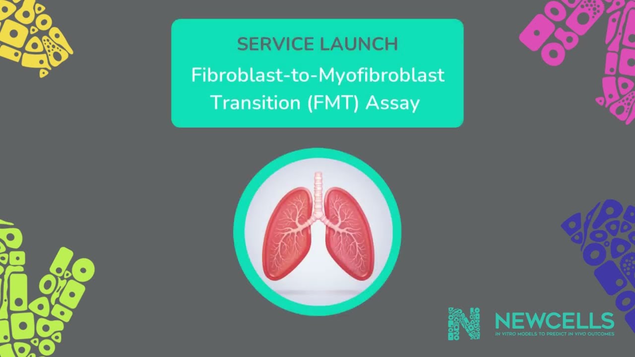 Service Launch: Introducing our Fibroblast-to-Myofibroblast Transition (FMT) Assay
