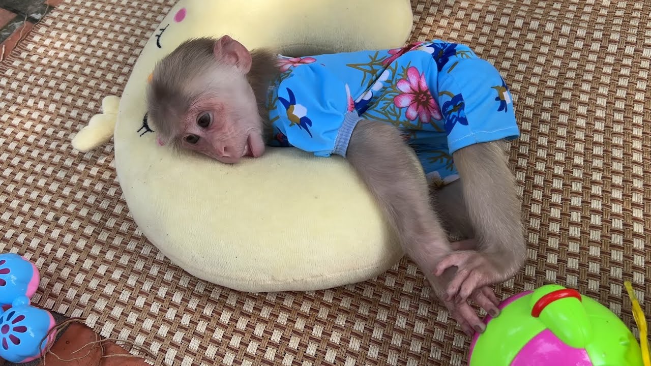 Super funny! Monkey Luk hides from dad to relax alone