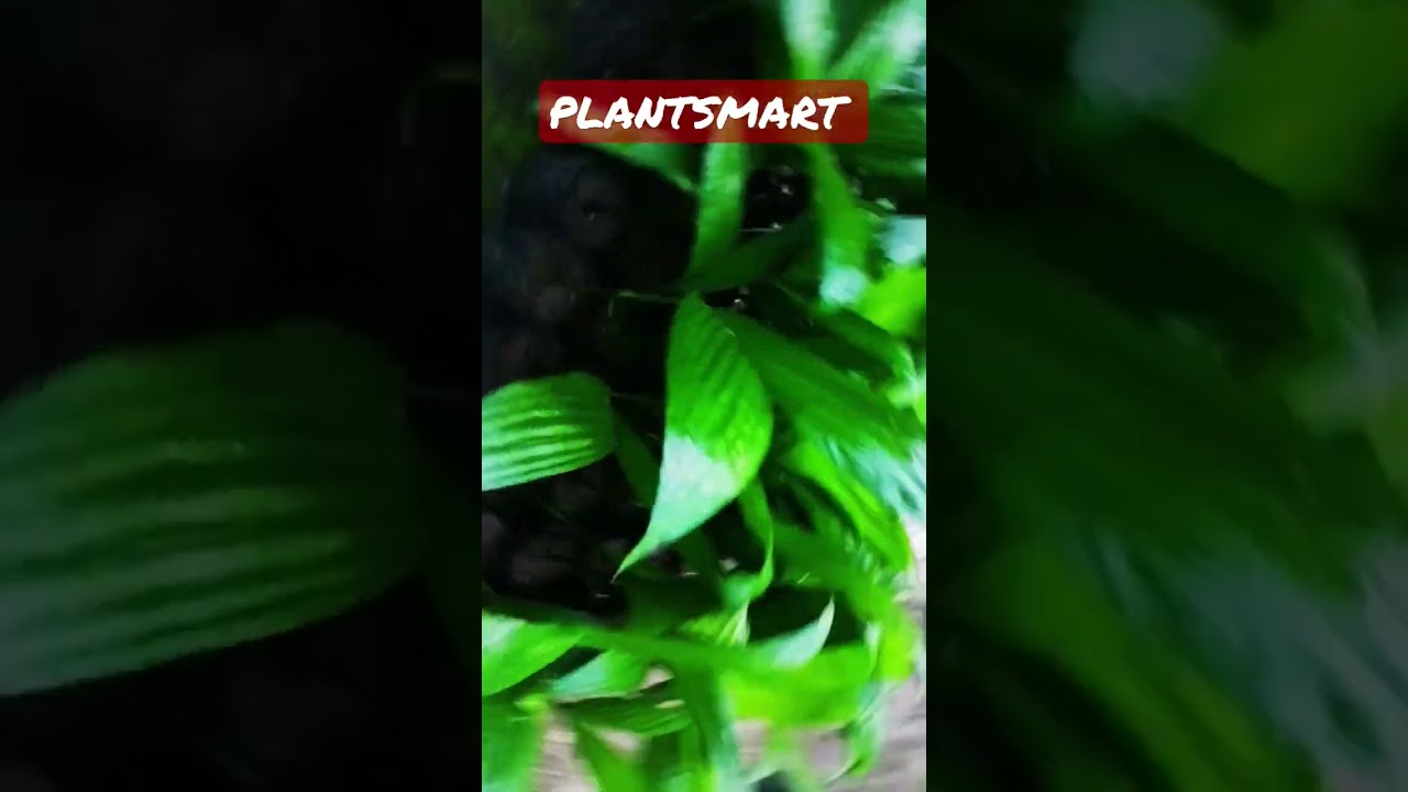 Areca nut plants available #plantsmart #arecanut #arecanutfarming