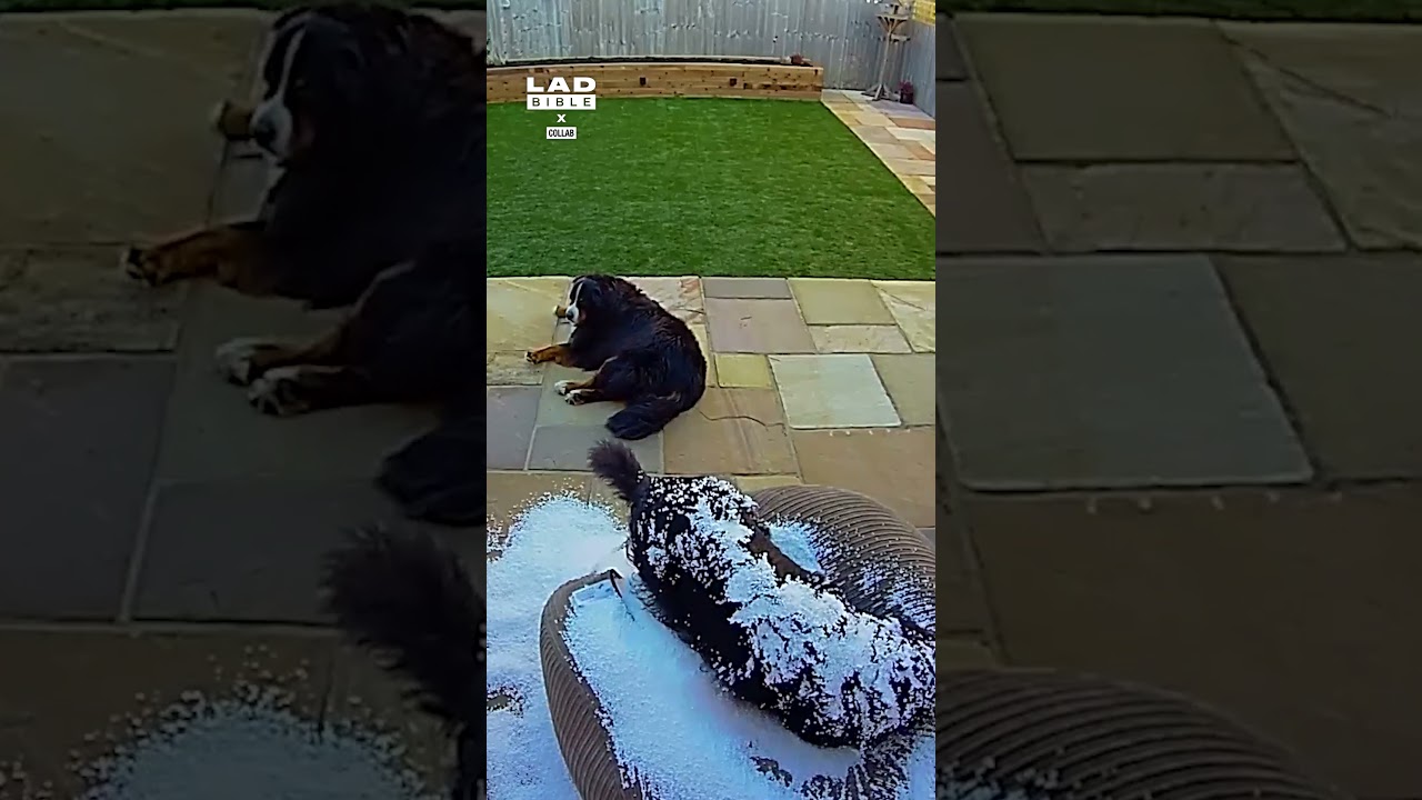 Dog jumps on brand new bean bag 🤣 (🎥: TT/ lokiandhera via Collab)