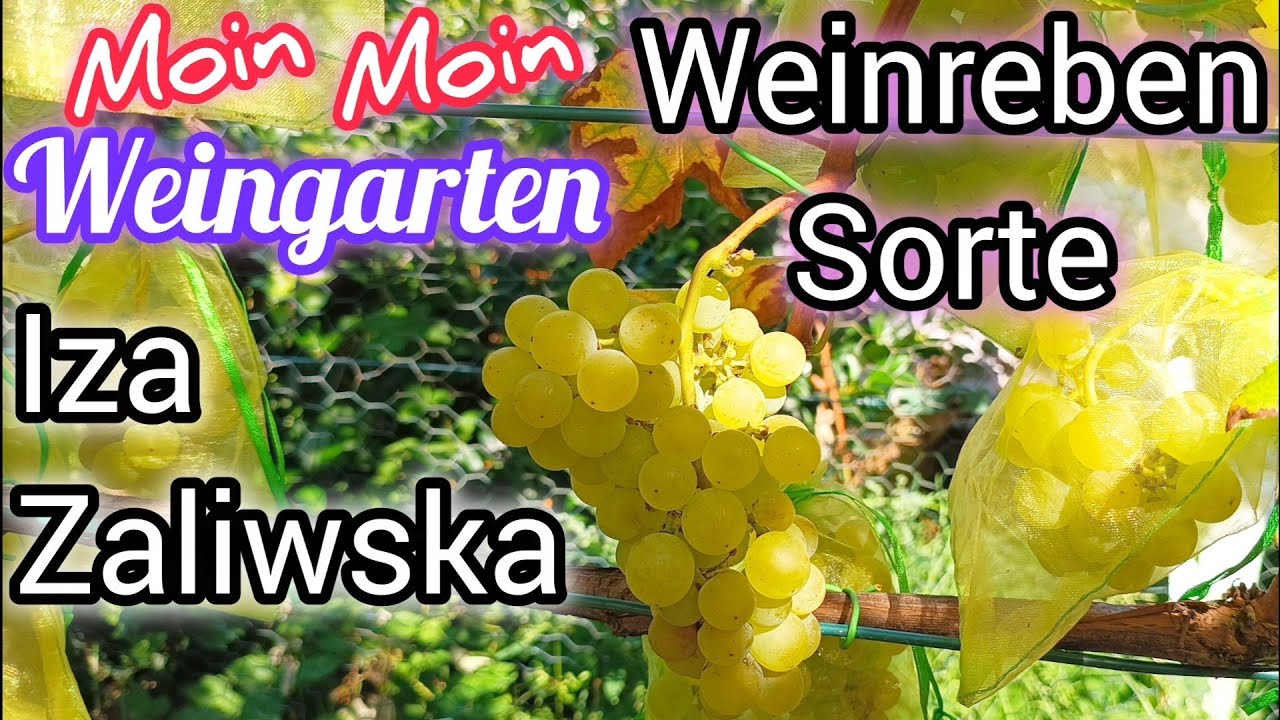 Weinrebe Iza Zaliwska