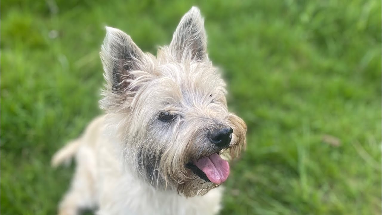 Ruby the Cairn Terrier and her Immune Mediated Polyarthritis Part 1