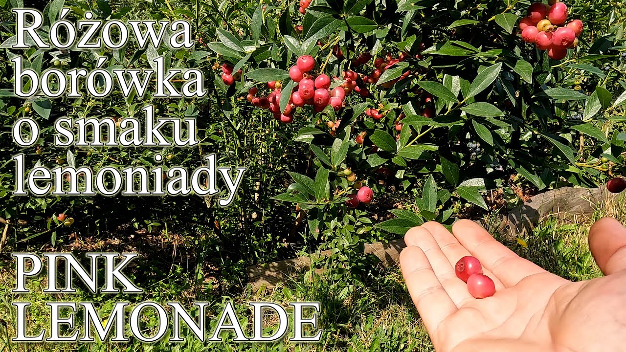 Różowa borówka o smaku lemoniady - Pink Lemonade - Ogrodowe pierdamony 173