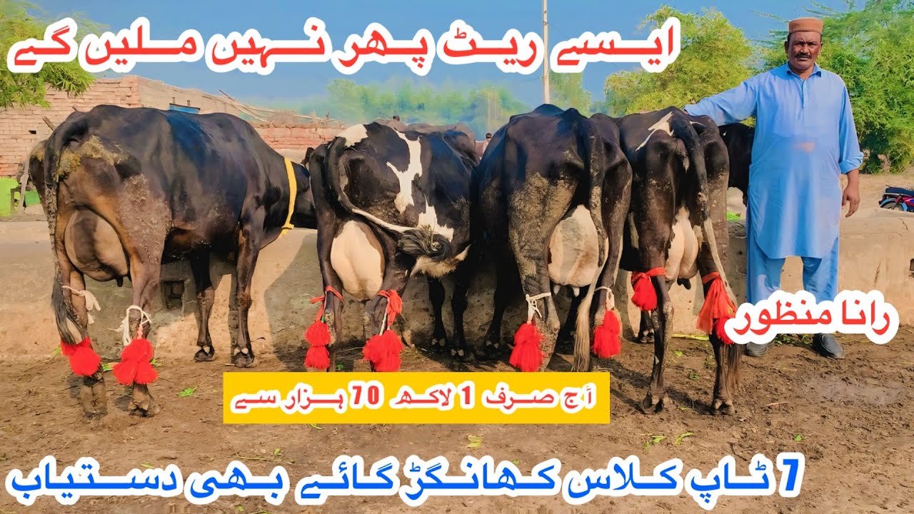 Rana Manzoor | Rana Manzoor Dairy Farm | Top Class Khangar Cows For Sale Today | 10 February 2026