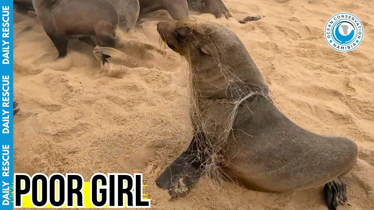 Hundreds Of Fishing Lines Were Strangling This Young Seal