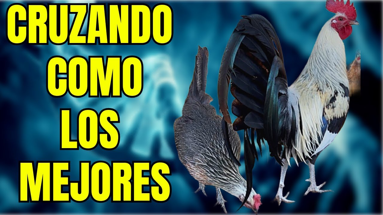 CRUZANDO COMO LOS MEJORES... Aprende como hacerlo