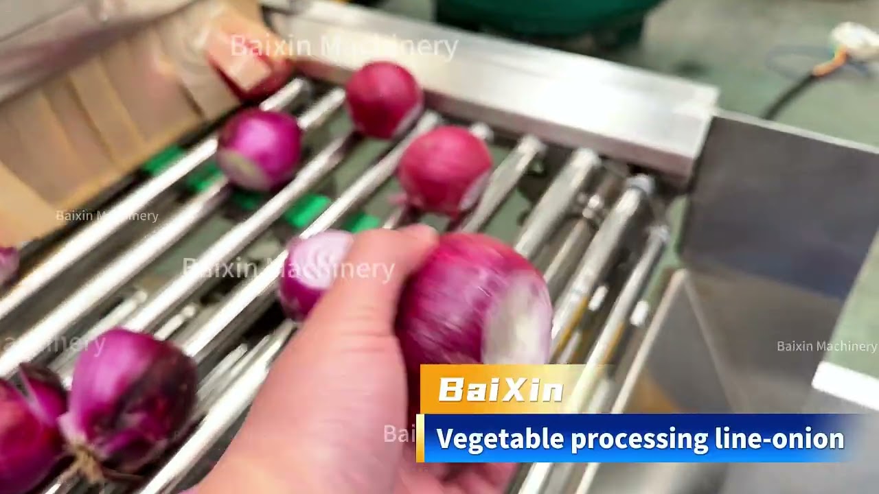 Onion processing line
