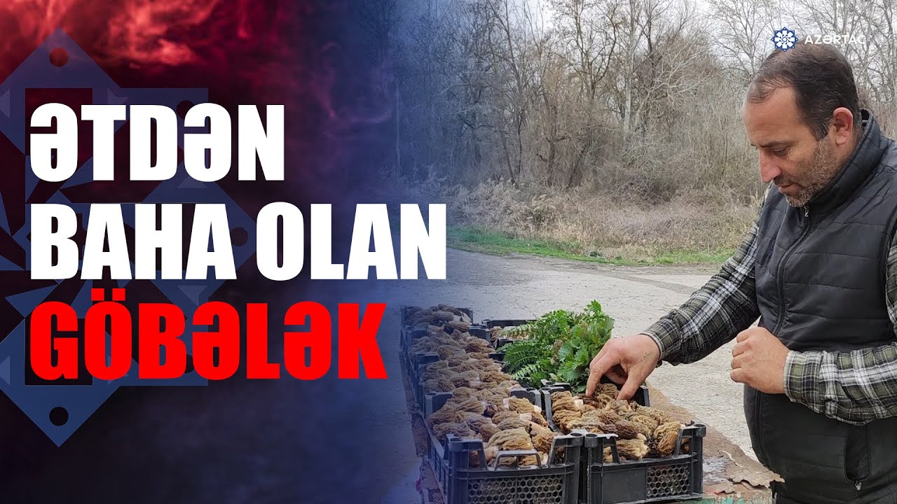 Quzu ətindən dadlı kiloqramı 40 manata satılan nadir göbələk