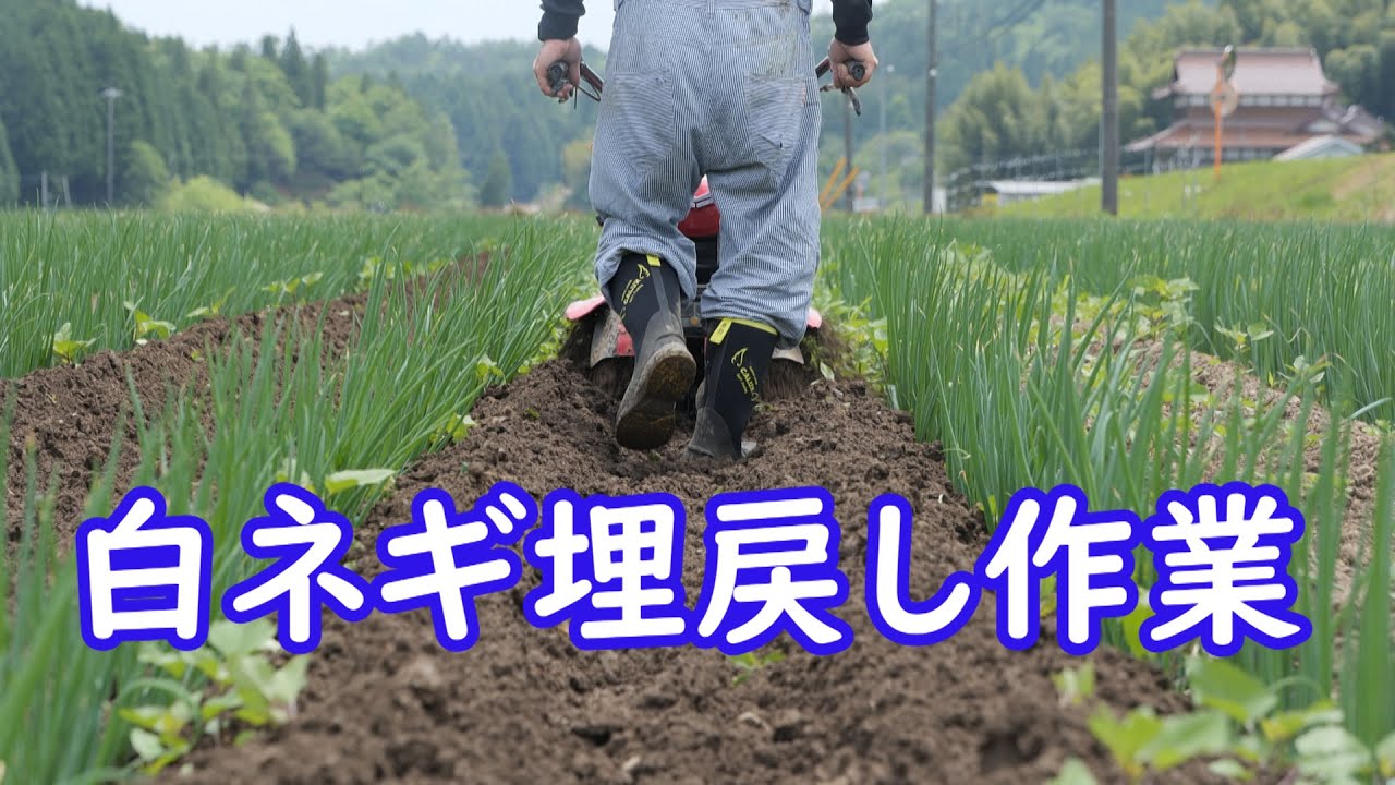 梅雨は嫌だ白ネギの埋戻し作業続く～21/5/25＃1234