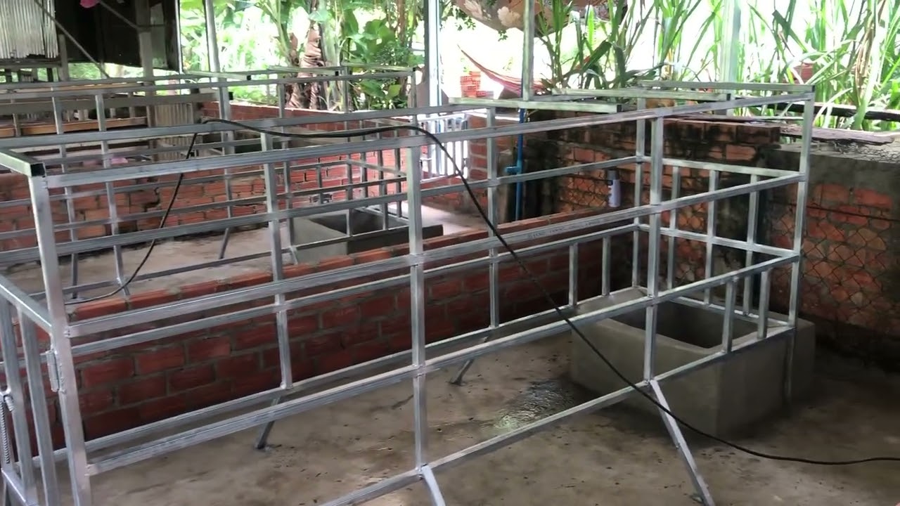 ទ្រុងជ្រូកមេកើតកូន