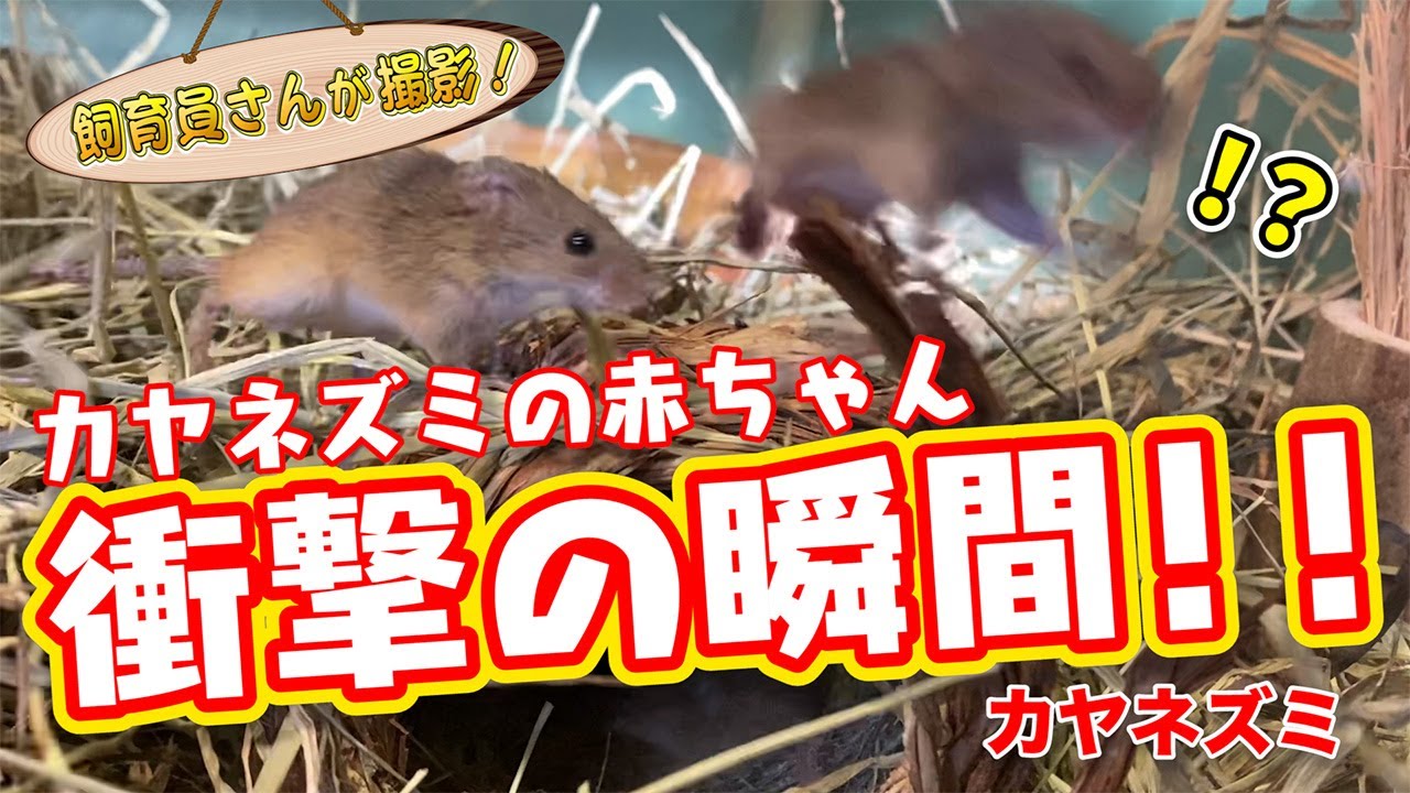 カヤネズミの赤ちゃんをモニタリングしていたらすごい画が撮れました