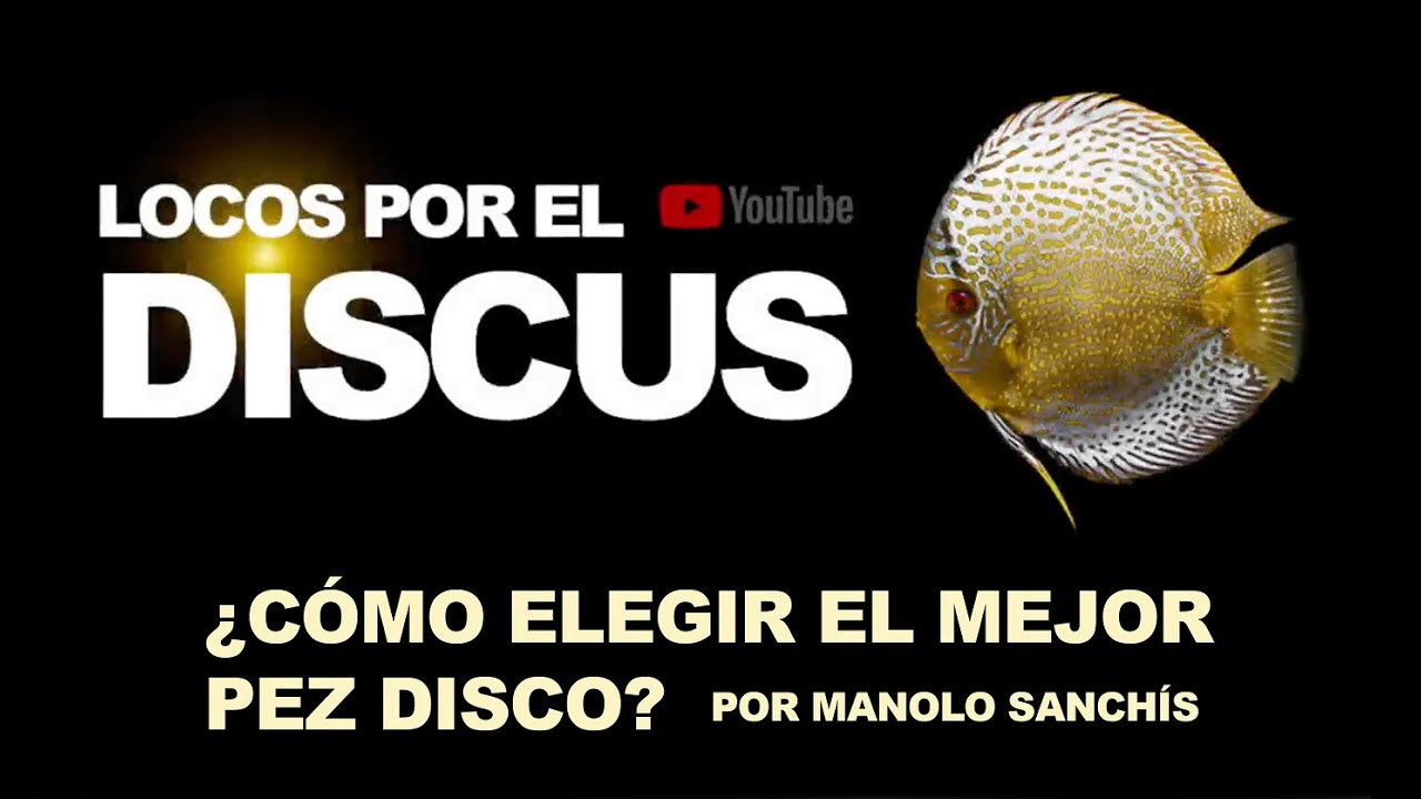 ¿CÓMO ELEGIR EL MEJOR PEZ DISCO