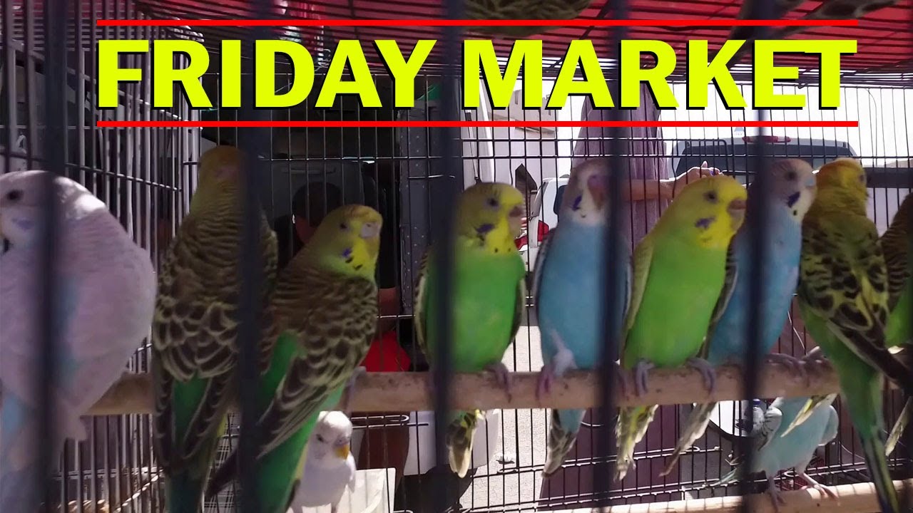 Friday Market Muscat Oman | Al Seeb Birds Market