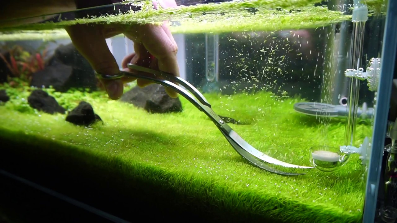 Trimming Utricularia Graminifolia