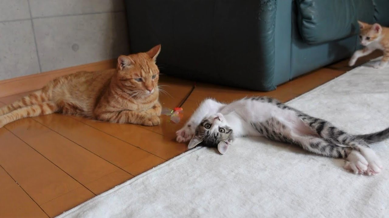 【生後49日】先住猫が遊びに来てくれて嬉しい子猫