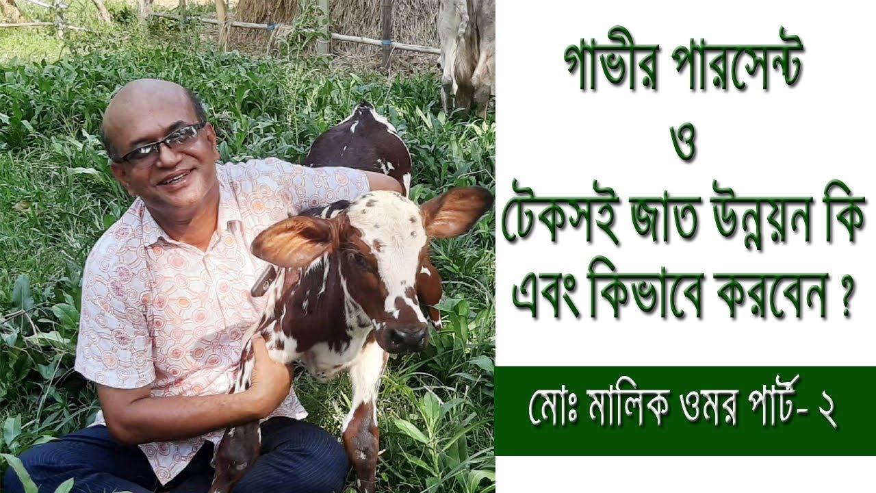 ডেইরী খামারের ইনসেমিনেশন ও টেকসই জাত উন্নয়ন গাভী ও বাছুরের পারসেন্ট। মোঃ মালিক ওমর পার্ট- ২