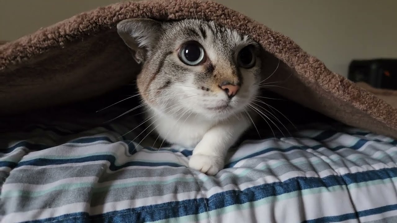 bump in a blanket