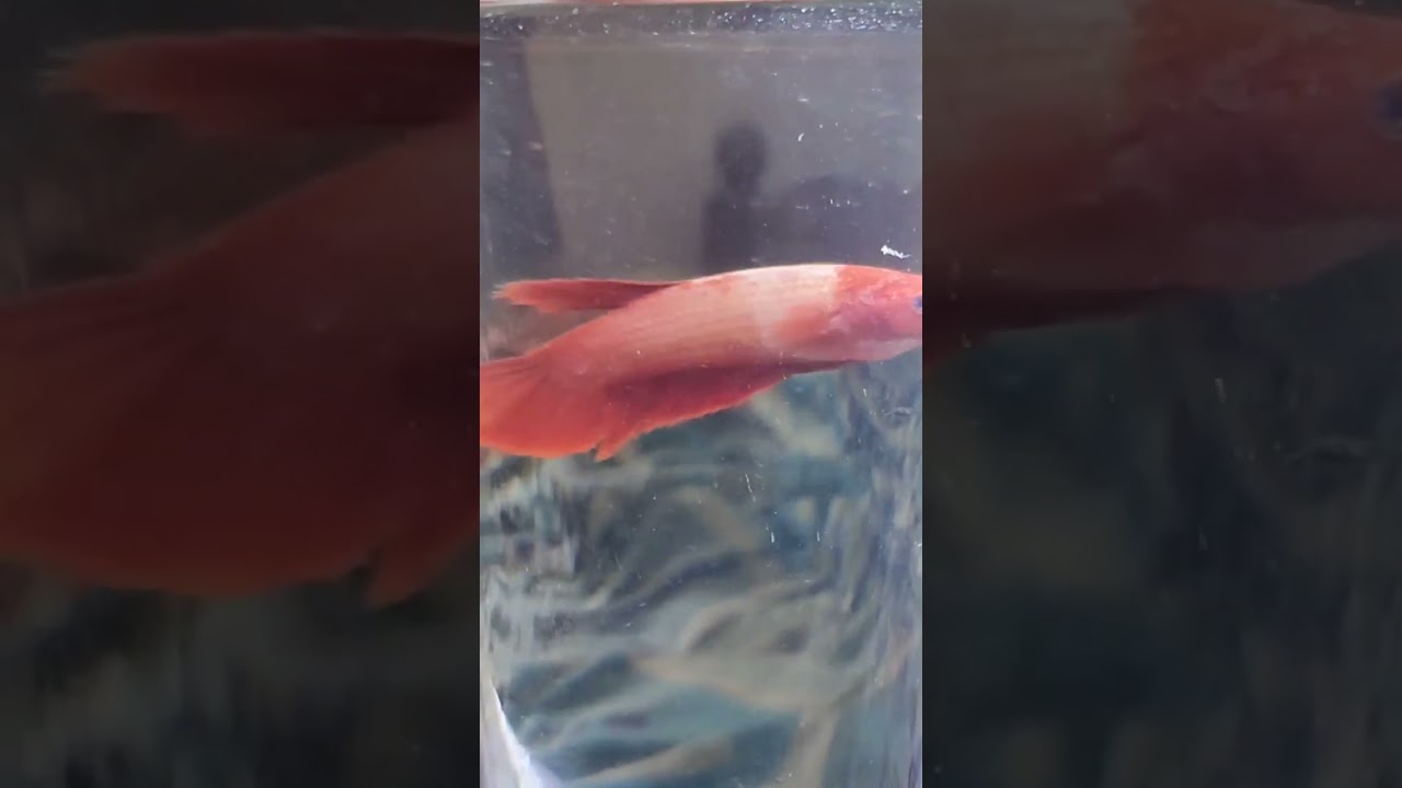 Females #bettafish #shorts #trending #betta #short #trendingshorts #bettahobby #bettaaquarium