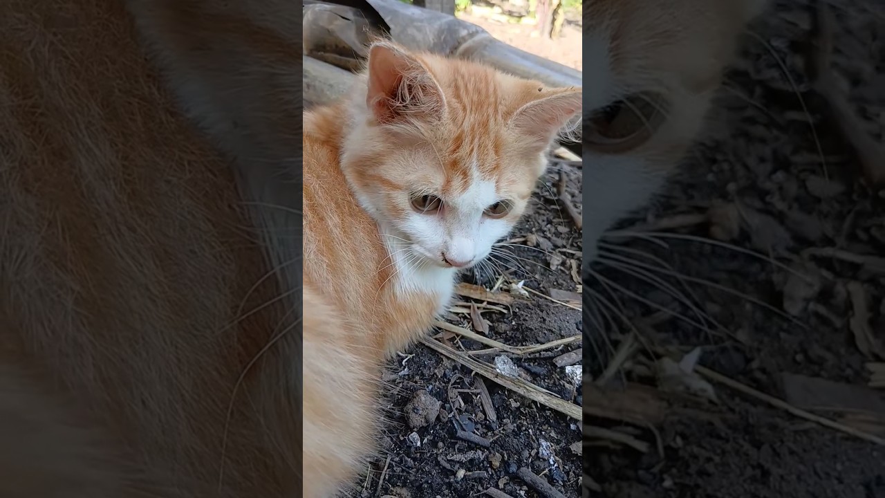 grounding #cutecat #animals #pets