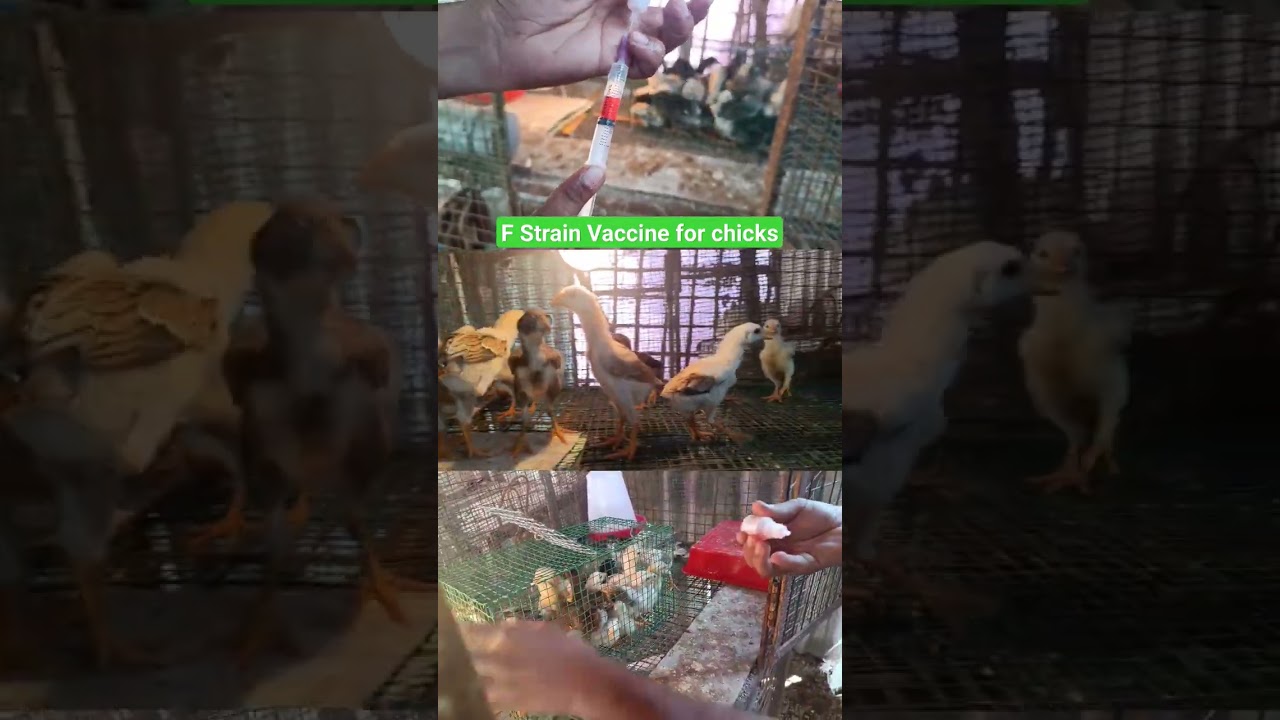 Vaccination for 7 Days Chicks. F1 vaccine procedure in Chicks.