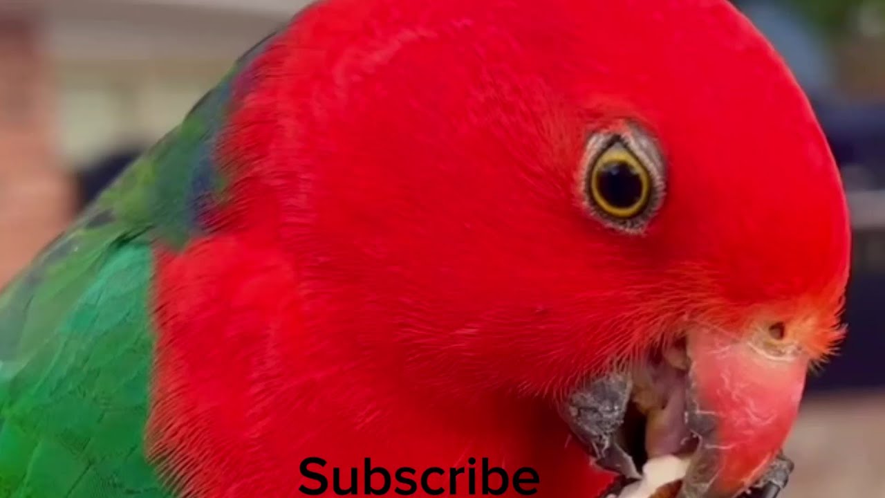 King parrot call