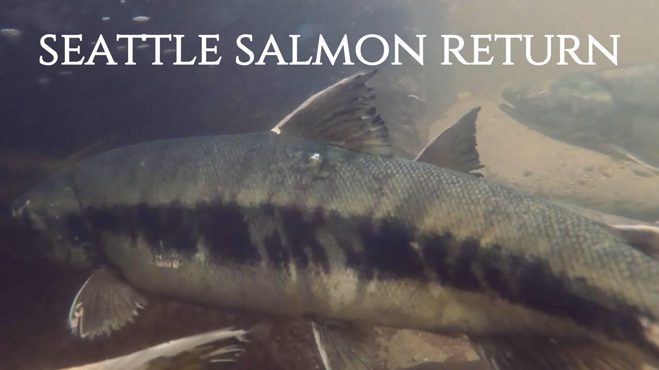 Record-Breaking Chum Salmon Run at Seattle's Carkeek Park