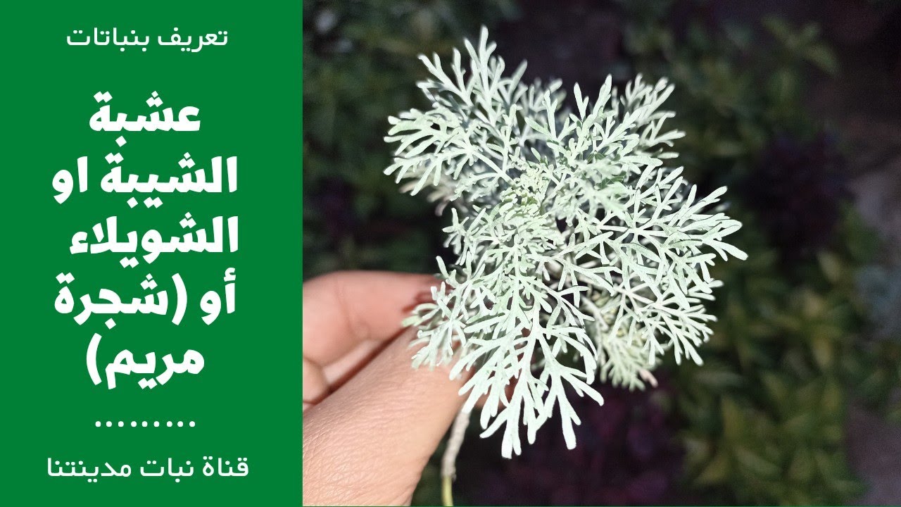 عشبة الشويلاء أو الشيبة | معلومات عنها وفوائدها وأضرارها Artemisia absinthium