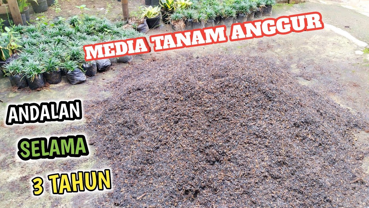 Bebagi Info...!!! Media Tanam Anggur Terbaik Selama Tiga Tahun! Apa Aja Ya❓
