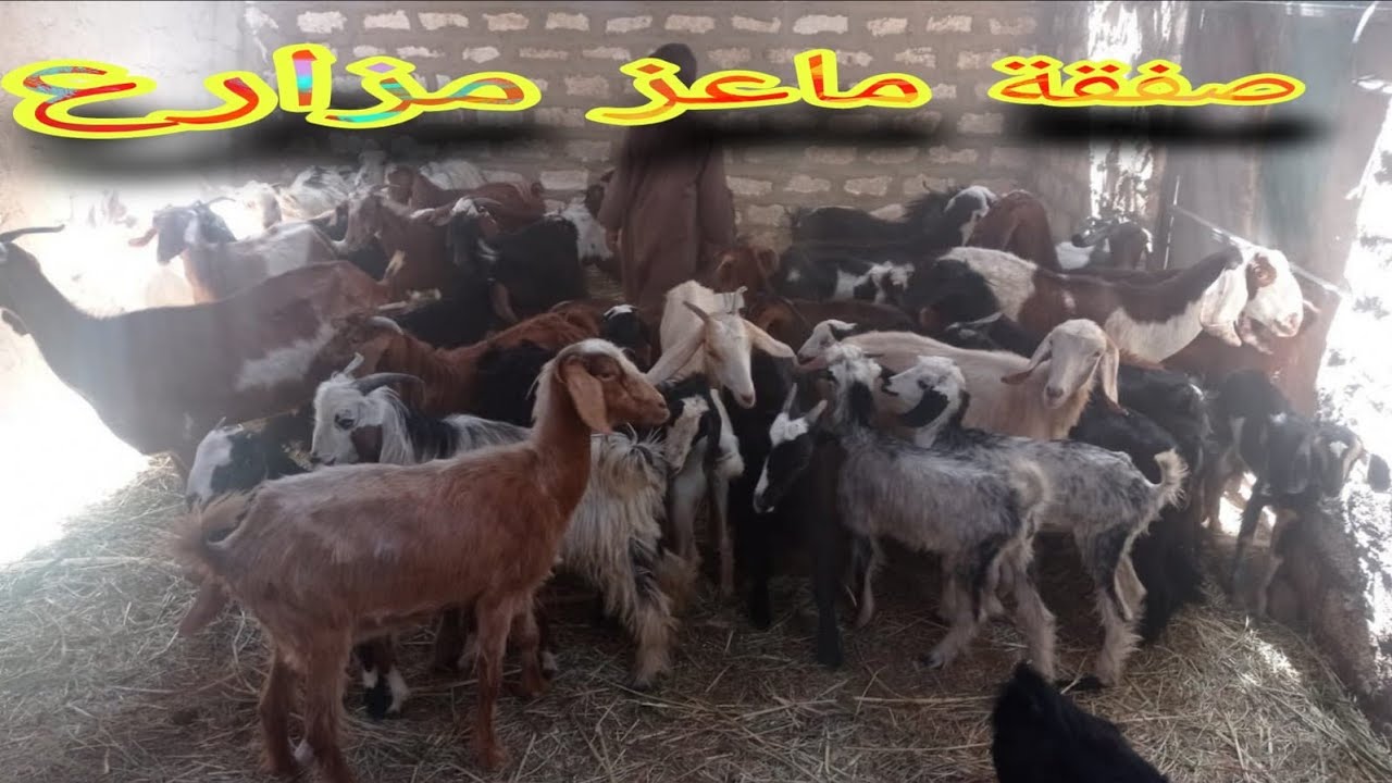 صفقة ماعز والدين توأم وعشر فرصه بأقل الاسعار (٠١١٥٧٧٩٠٦٠١)#عروض_بيع_الاغنام 