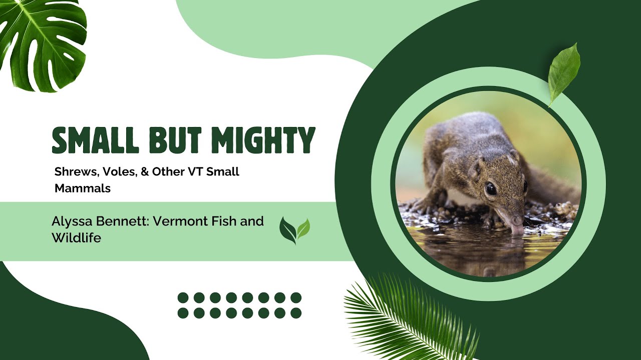Small but Mighty: Shrews, Voles, & Other VT Small Mammals 01/22/2026
