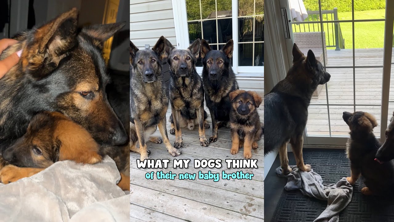 What My Dogs Think Of Their New Puppy Brother