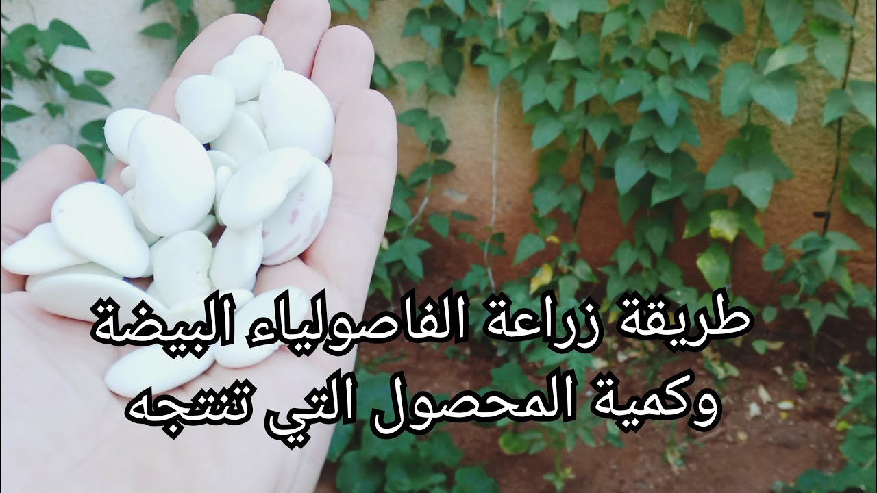 زراعة الفاصولياء على شرفة المنزل وجني المحصول