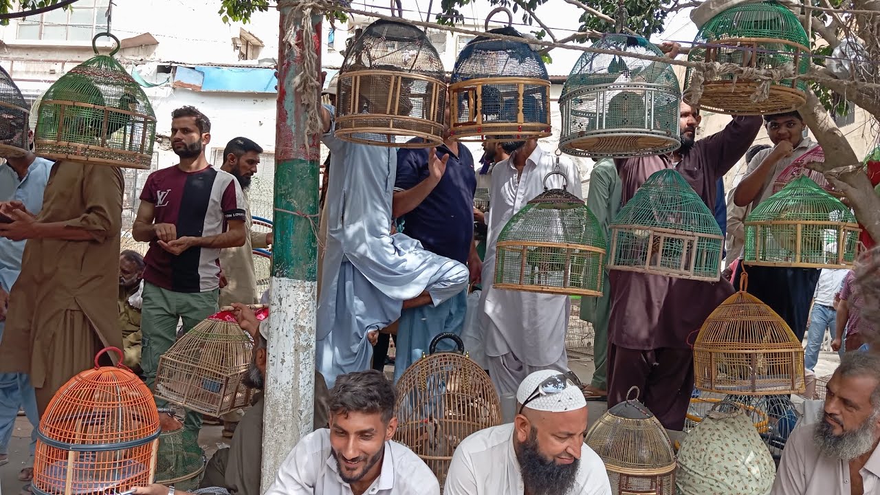 Lalukhet teetar Market 31-08-2025| لالو کھیت تیتر منڈی کی اپڑیٹ کالے تیتر ایرانی تیتر دکنی تیتر سستے