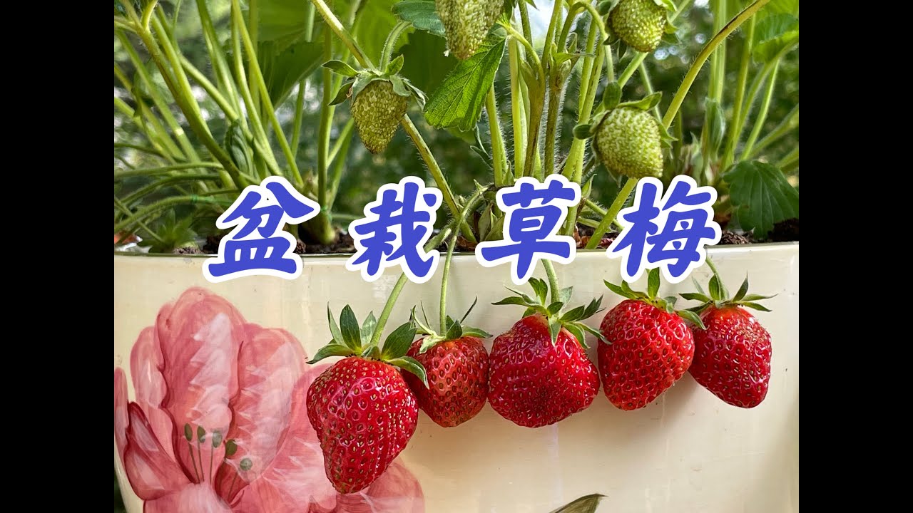 《梅园草莓系列-2》盆栽草莓的养护--枯叶修剪，疏果，授粉，施肥。