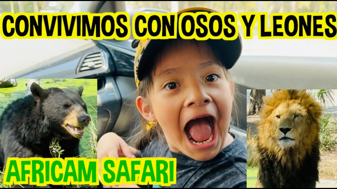 CONVIVIMOS CON LEONES Y OSOS , AFRICAM SAFARI / LOS DESTRAMPADOS
