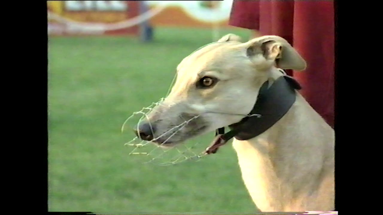 Greyhound View Episode 46