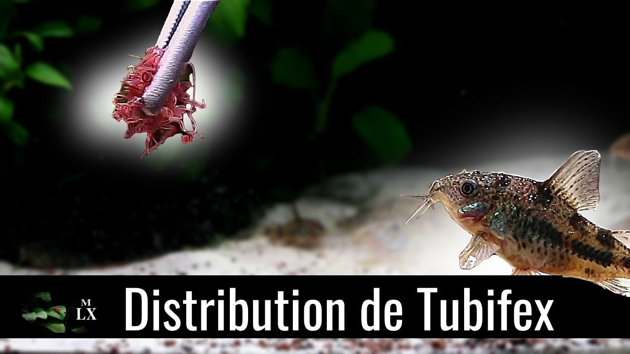 JE NOURRIS TOUS MES POISSONS AVEC DES TUBIFEX !