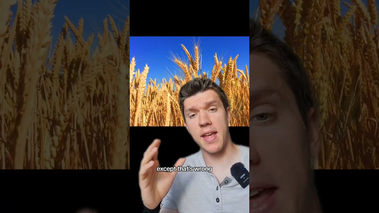 who is the true king of grain? wheat vs rice vs corn